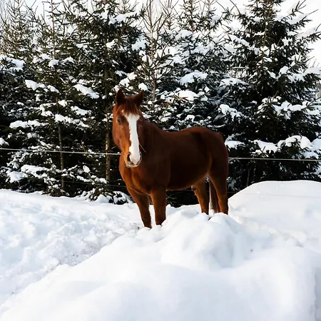 V Oravskom Zatisi 別荘 *